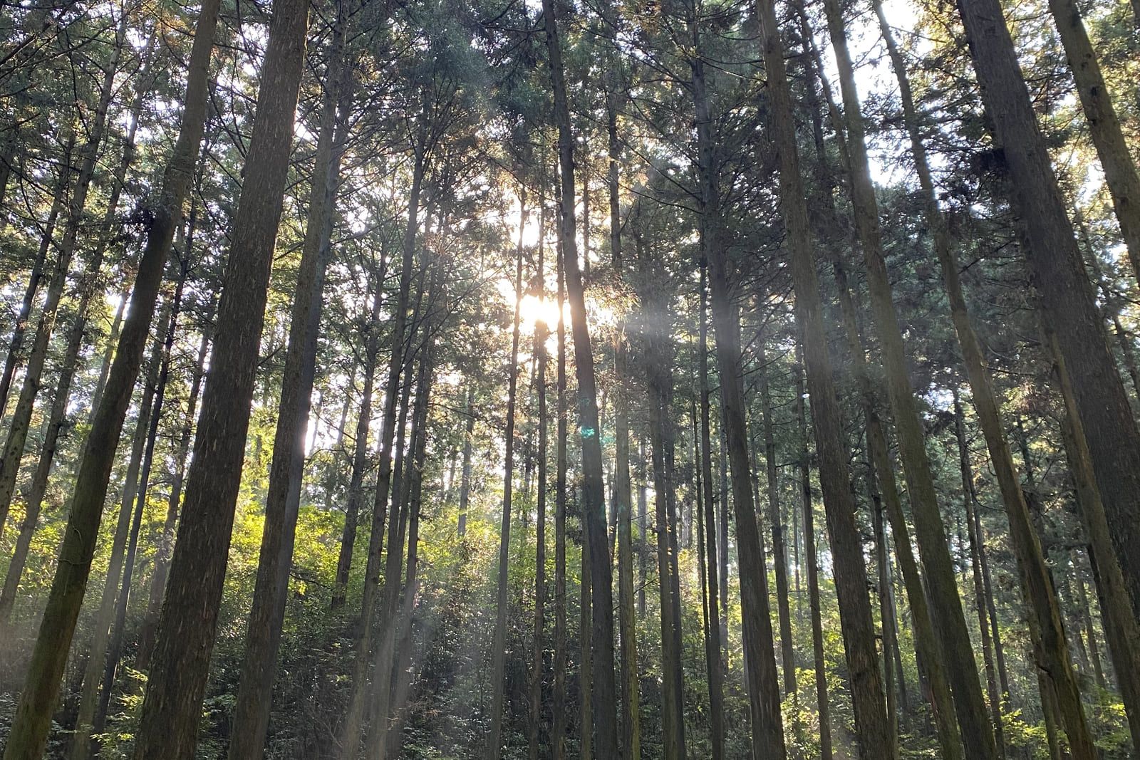 木漏れ日が差し込む背の高い杉林