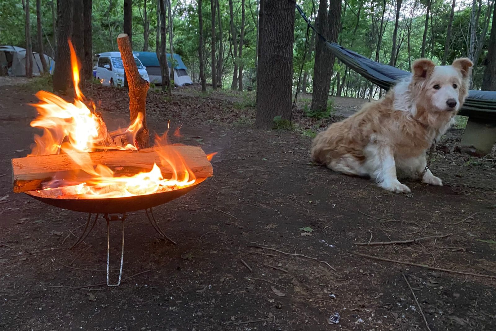ハンモックのそばで焚き火を眺める犬