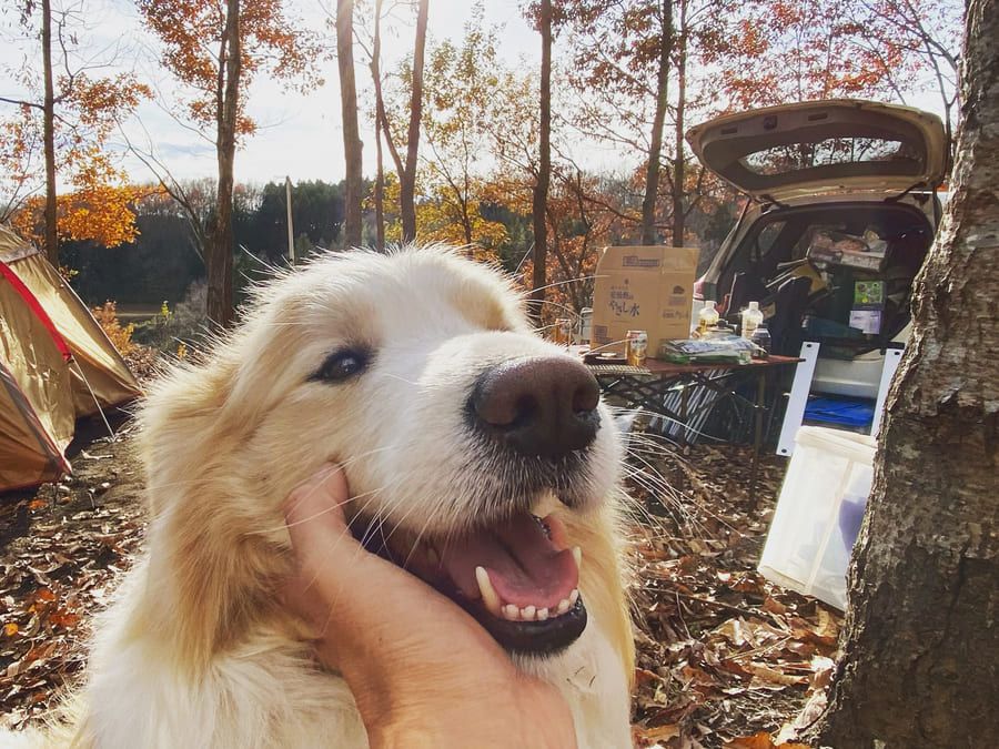 秋のキャンプサイトで飼い主になでられる大型犬