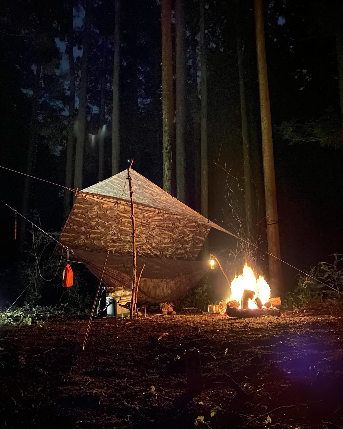夜の杉林でタープのそばに焚き火だけが灯る野営地